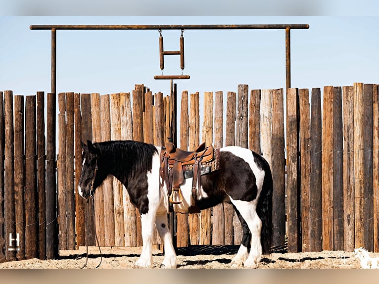 American Quarter Horse Wallach 8 Jahre Tobiano-alle-Farben in Joshua, TX