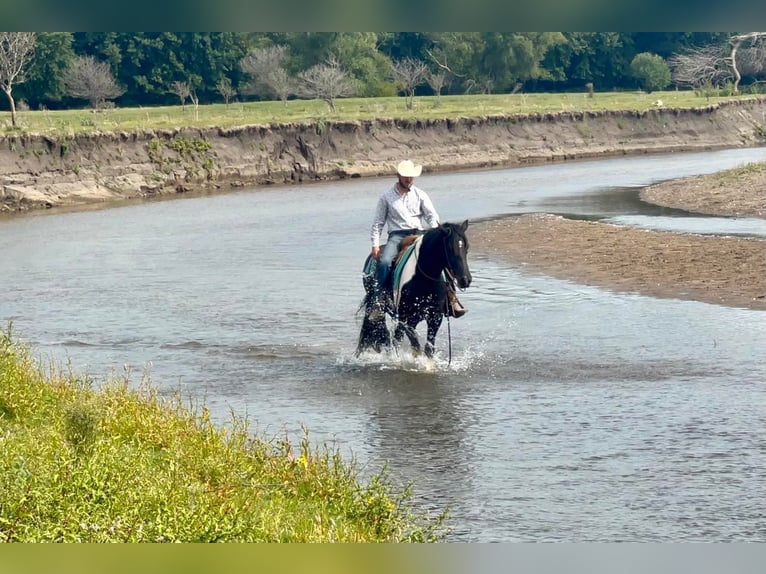 American Quarter Horse Wallach 8 Jahre Tobiano-alle-Farben in Sheffield IA