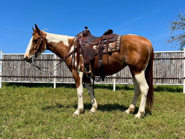 American Quarter Horse Wallach 8 Jahre Tobiano-alle-Farben in Weatherford TX