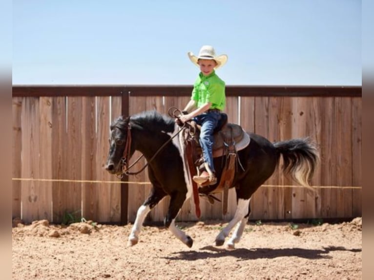 American Quarter Horse Wallach 9 Jahre 102 cm Tobiano-alle-Farben in Amarillo TX