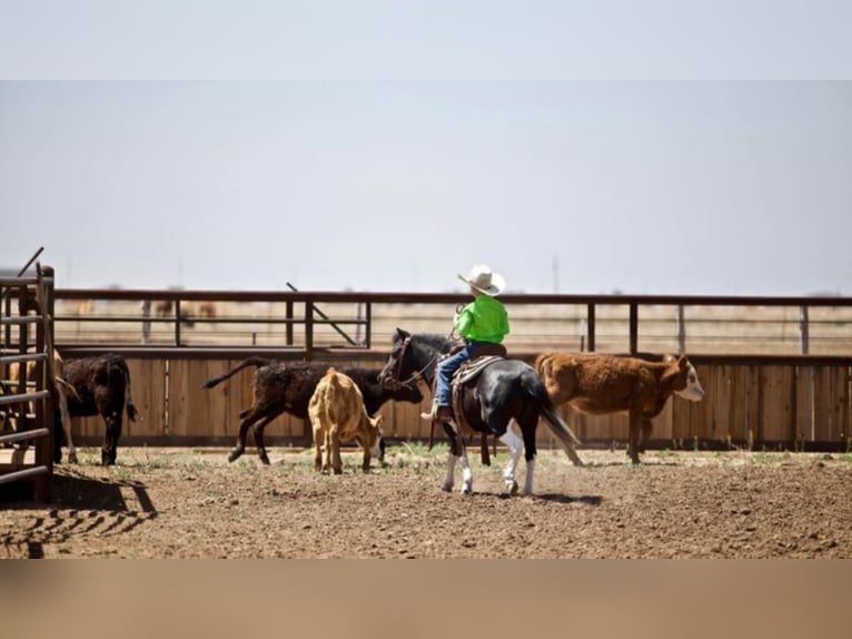 American Quarter Horse Wallach 9 Jahre 102 cm Tobiano-alle-Farben in Amarillo TX
