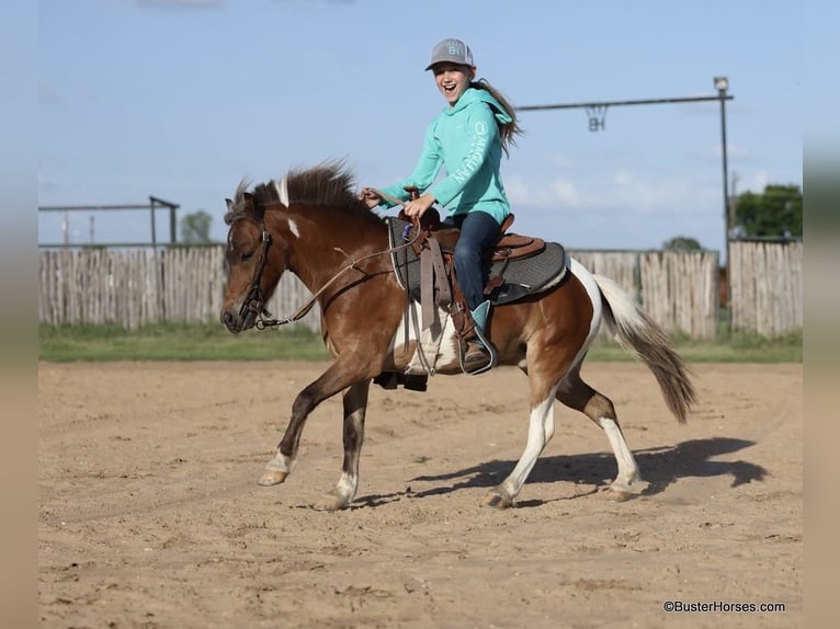 American Quarter Horse Wallach 9 Jahre 109 cm Tobiano-alle-Farben in Weatherford TX