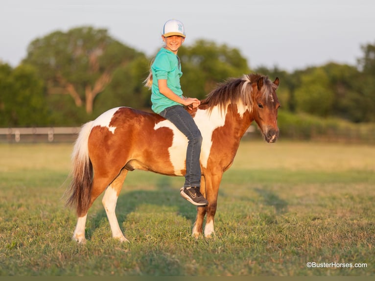 American Quarter Horse Wallach 9 Jahre 109 cm Tobiano-alle-Farben in Weatherford TX