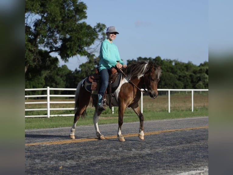 American Quarter Horse Wallach 9 Jahre 109 cm Tobiano-alle-Farben in Weatherford TX