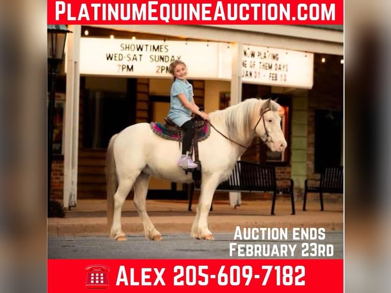 American Quarter Horse Wallach 9 Jahre 122 cm Roan-Red in Livingston Al