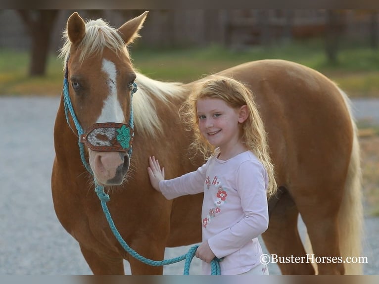 American Quarter Horse Wallach 9 Jahre 124 cm Palomino in Weatherford TX
