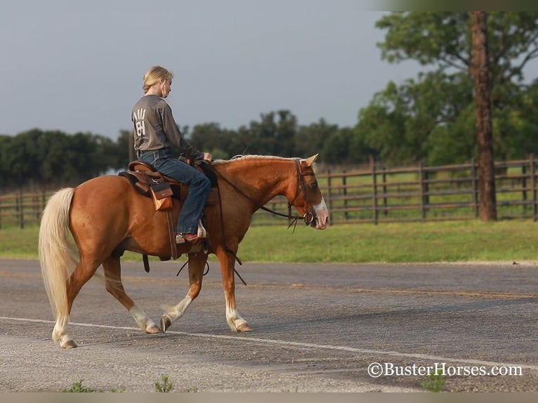 American Quarter Horse Wallach 9 Jahre 124 cm Palomino in Weatherford TX