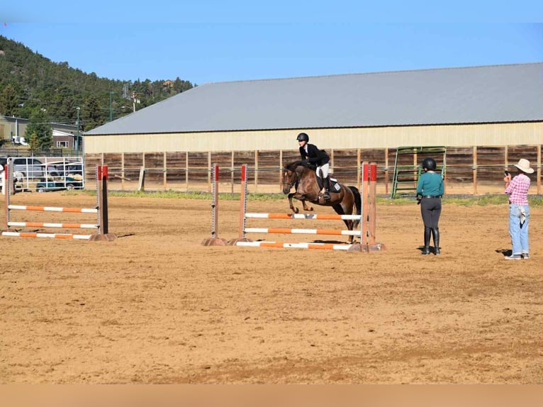 American Quarter Horse Wallach 9 Jahre 132 cm Roan-Red in Arvada CO