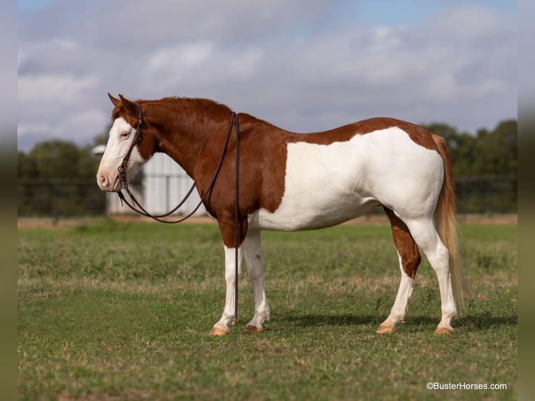 American Quarter Horse Wallach 9 Jahre 132 cm Rotfuchs in Weatherford TX