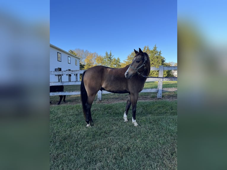 American Quarter Horse Mix Wallach 9 Jahre 137 cm Buckskin in Sandston, VA