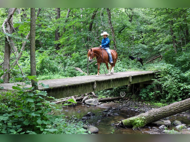 American Quarter Horse Wallach 9 Jahre 137 cm Dunkelfuchs in Windom MN