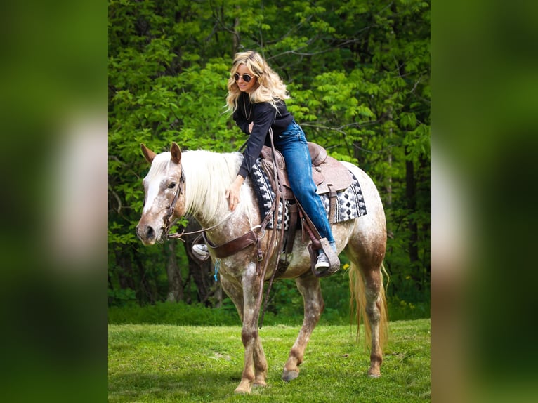 American Quarter Horse Wallach 9 Jahre 137 cm Roan-Red in Dennison IL