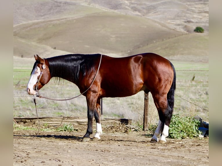 American Quarter Horse Wallach 9 Jahre 137 cm Rotbrauner in Paicines CA