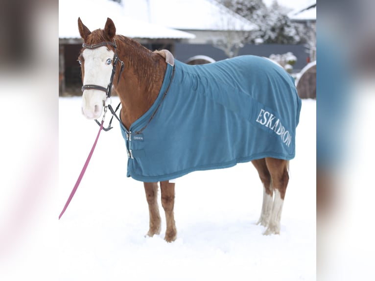 American Quarter Horse Mix Wallach 9 Jahre 140 cm Fuchs in Dörpen