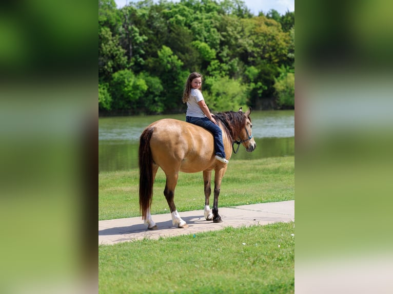 American Quarter Horse Mix Wallach 9 Jahre 142 cm Buckskin in Terrell