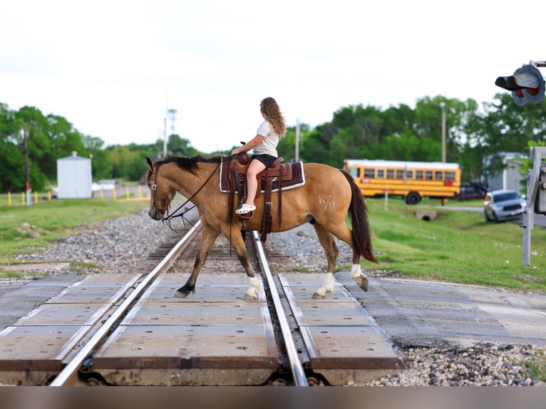 American Quarter Horse Mix Wallach 9 Jahre 142 cm Buckskin in Terrell
