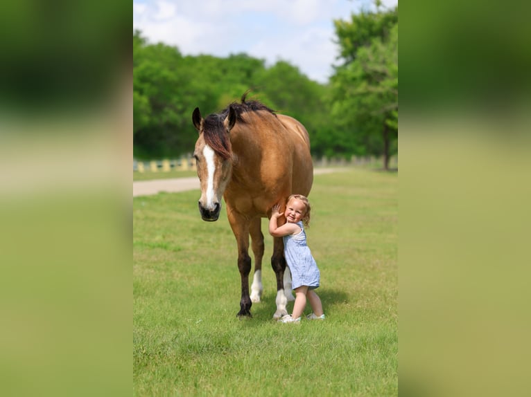American Quarter Horse Mix Wallach 9 Jahre 142 cm Buckskin in Terrell