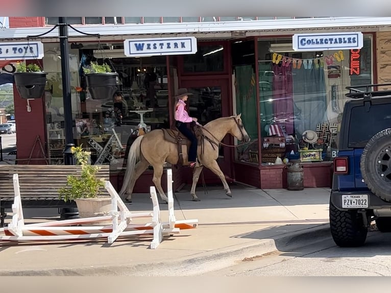 American Quarter Horse Wallach 9 Jahre 142 cm Palomino in Lipan, TX