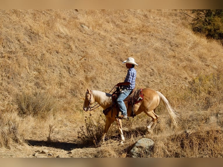 American Quarter Horse Wallach 9 Jahre 142 cm Palomino in Tres Pinos