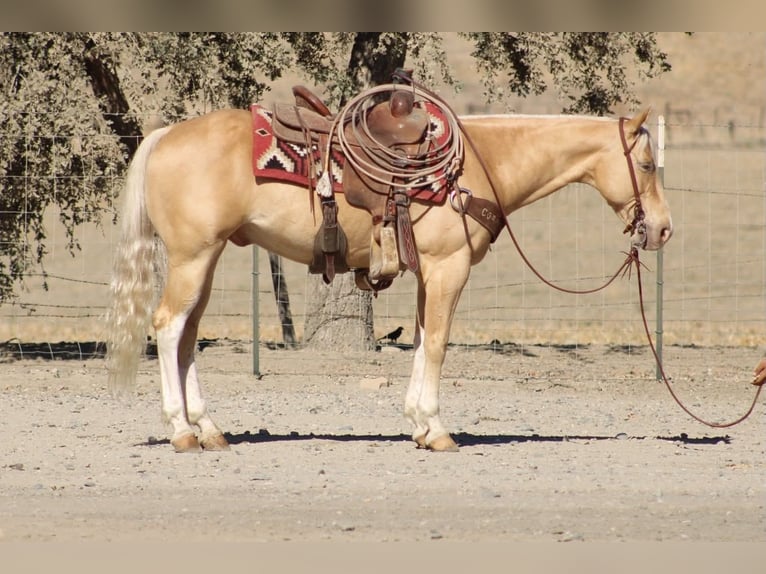 American Quarter Horse Wallach 9 Jahre 142 cm Palomino in Tres Pinos