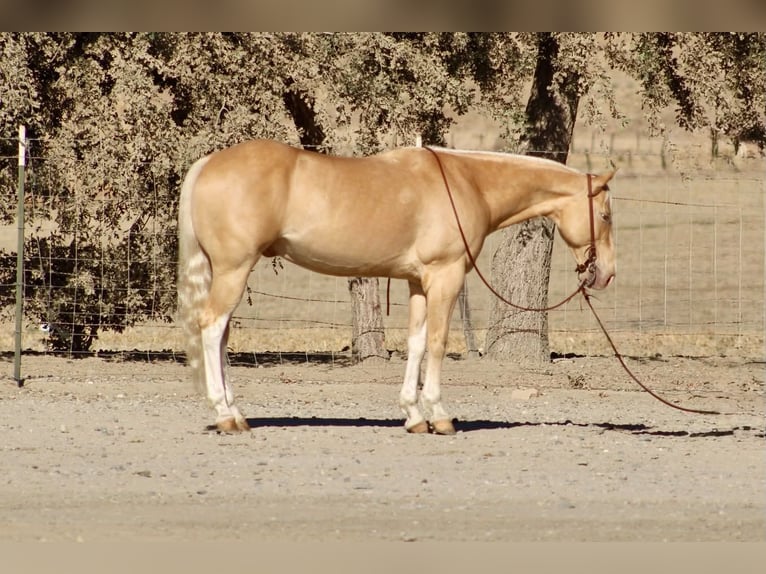 American Quarter Horse Wallach 9 Jahre 142 cm Palomino in Tres Pinos