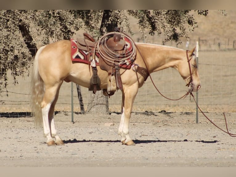 American Quarter Horse Wallach 9 Jahre 142 cm Palomino in Tres Pinos