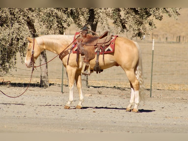 American Quarter Horse Wallach 9 Jahre 142 cm Palomino in Tres Pinos