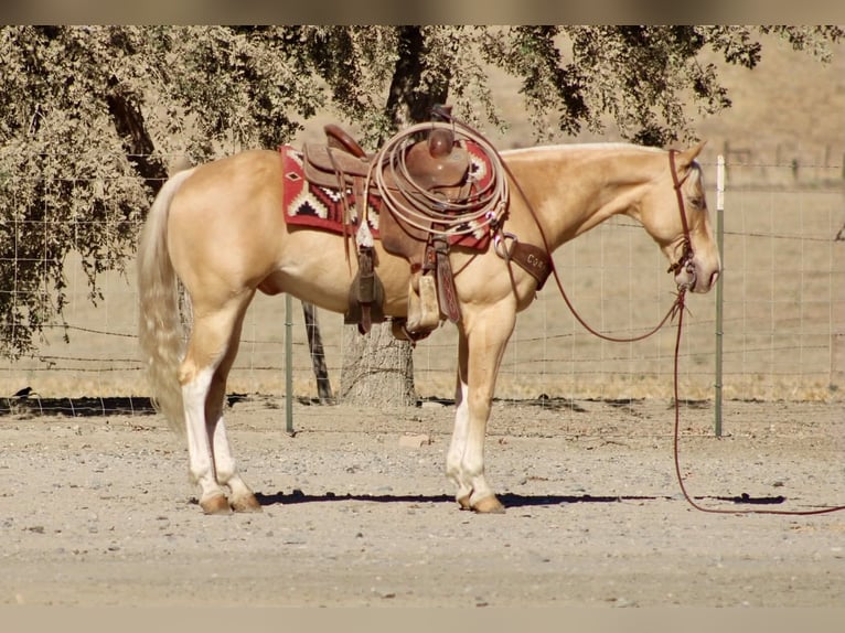 American Quarter Horse Wallach 9 Jahre 142 cm Palomino in Tres Pinos
