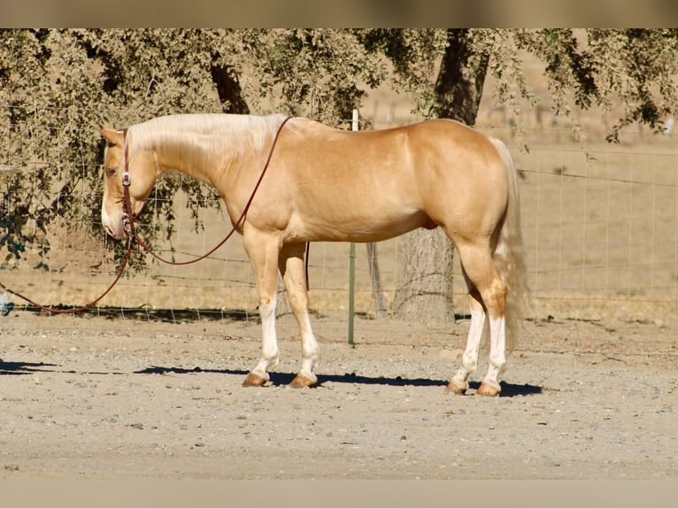 American Quarter Horse Wallach 9 Jahre 142 cm Palomino in Tres Pinos
