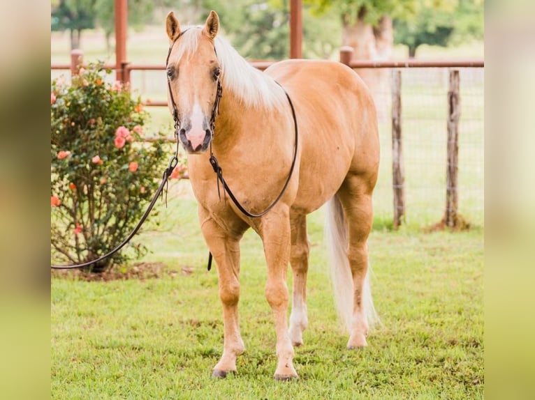 American Quarter Horse Wallach 9 Jahre 142 cm Palomino in weatherford TX