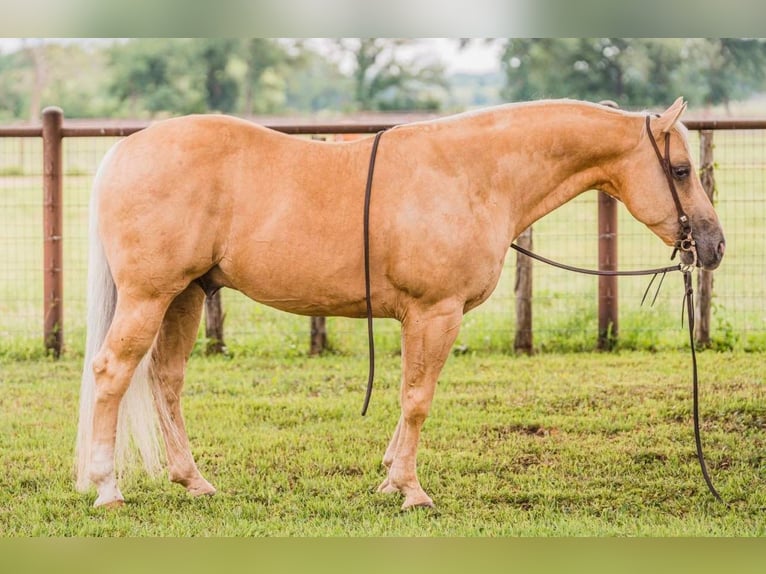 American Quarter Horse Wallach 9 Jahre 142 cm Palomino in weatherford TX
