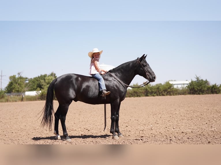 American Quarter Horse Wallach 9 Jahre 142 cm Rappe in Waco