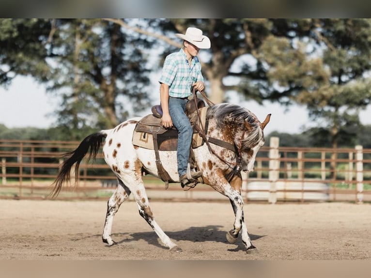 American Quarter Horse Wallach 9 Jahre 142 cm Rotbrauner in North Judson IN