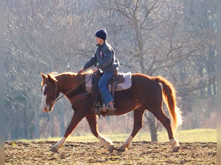 American Quarter Horse Wallach 9 Jahre 142 cm Rotfuchs in Culleoka