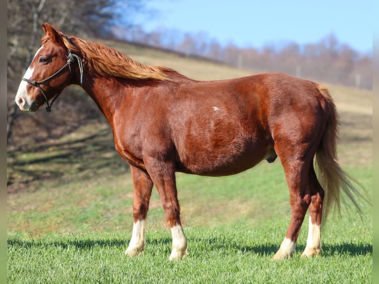 American Quarter Horse Wallach 9 Jahre 142 cm Rotfuchs in Culleoka