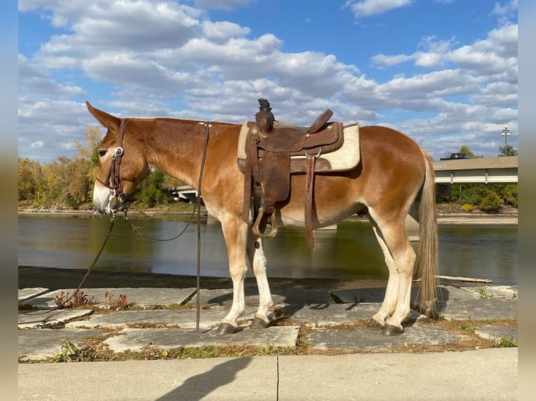 American Quarter Horse Wallach 9 Jahre 142 cm Rotfuchs in Van Horne IA