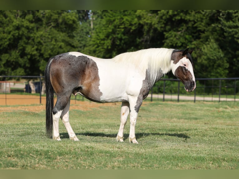 American Quarter Horse Wallach 9 Jahre 142 cm Schecke in Joshua