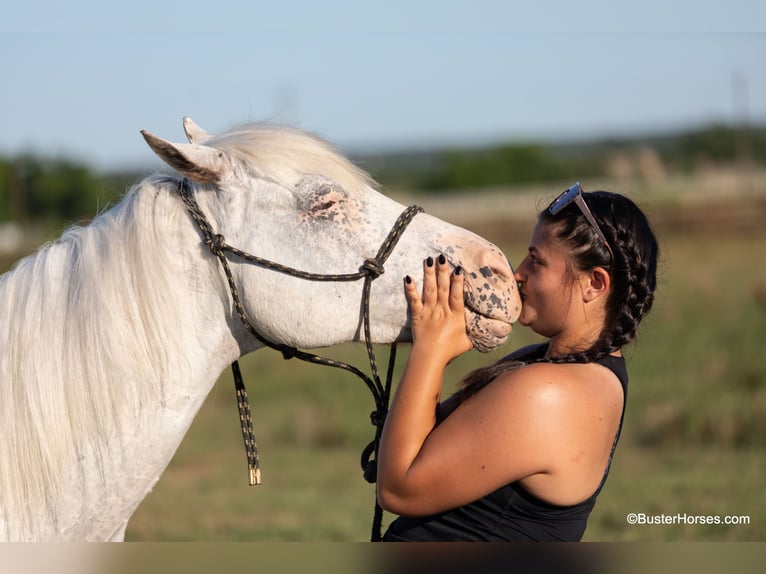 American Quarter Horse Wallach 9 Jahre 142 cm Schimmel in Weatherford TX