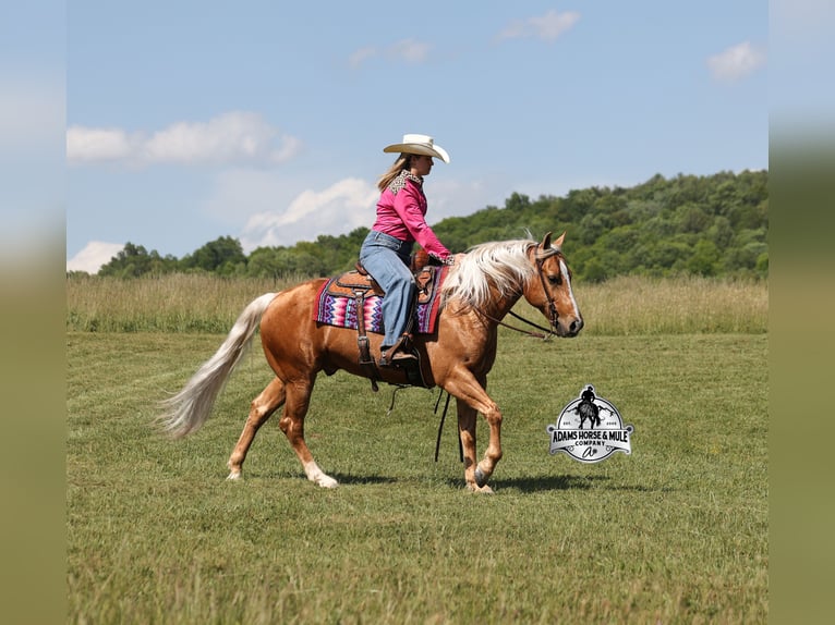 American Quarter Horse Wallach 9 Jahre 142 cm  in Mount Vernon