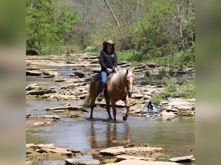 American Quarter Horse Wallach 9 Jahre 142 cm  in Mount Vernon