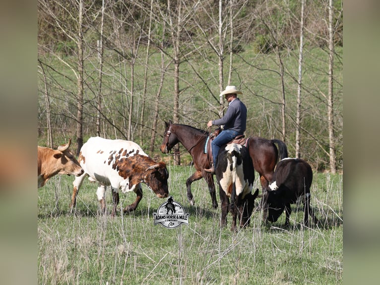 American Quarter Horse Wallach 9 Jahre 143 cm Roan-Bay in Mount Vernon