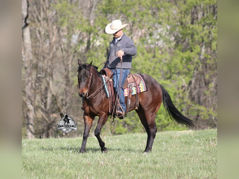 American Quarter Horse Wallach 9 Jahre 143 cm Roan-Bay in Mount Vernon