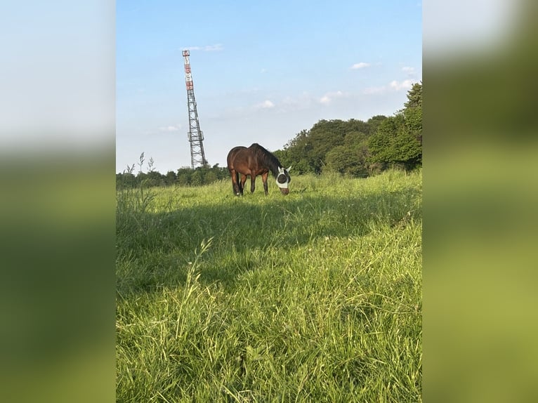 American Quarter Horse Wallach 9 Jahre 144 cm  in Ratingen