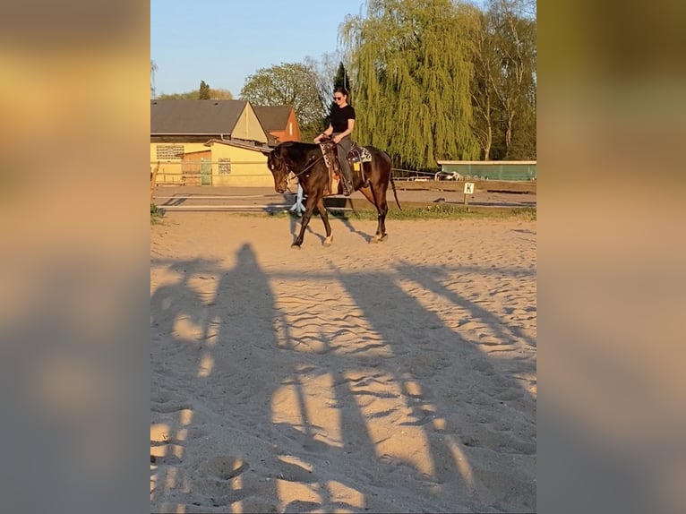 American Quarter Horse Wallach 9 Jahre 144 cm  in Ratingen