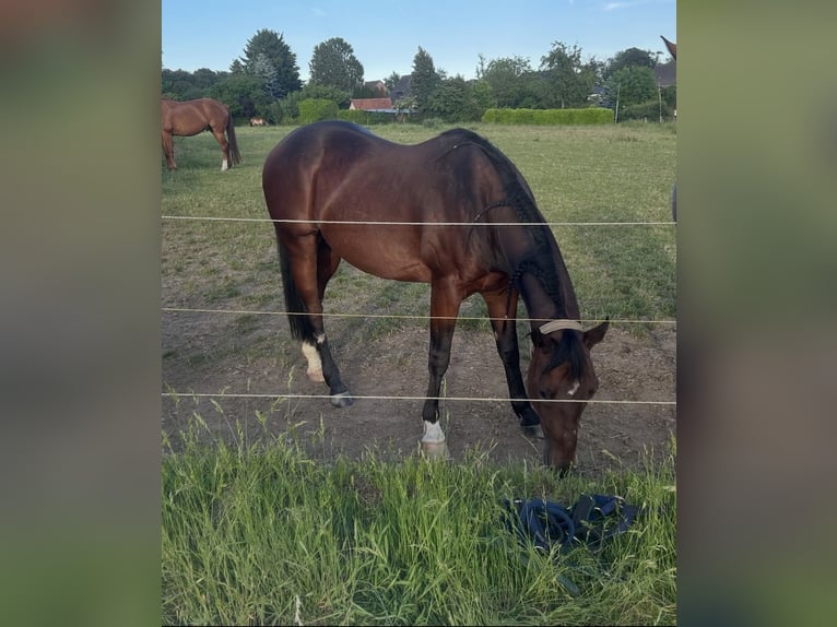 American Quarter Horse Wallach 9 Jahre 144 cm  in Ratingen