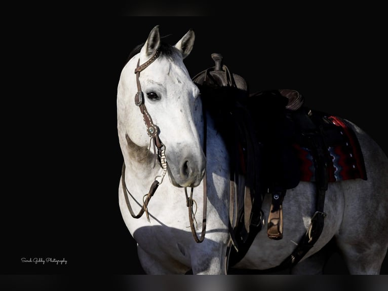 American Quarter Horse Wallach 9 Jahre 145 cm Apfelschimmel in Fairbank IA