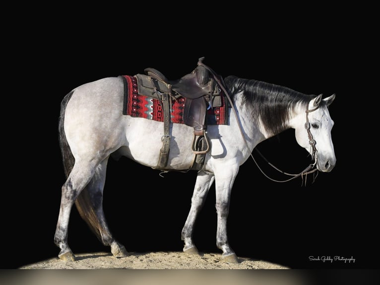 American Quarter Horse Wallach 9 Jahre 145 cm Apfelschimmel in Fairbank IA