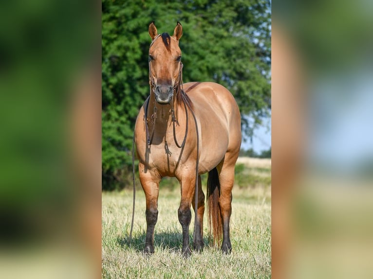 American Quarter Horse Wallach 9 Jahre 145 cm Falbe in Halfway, MO