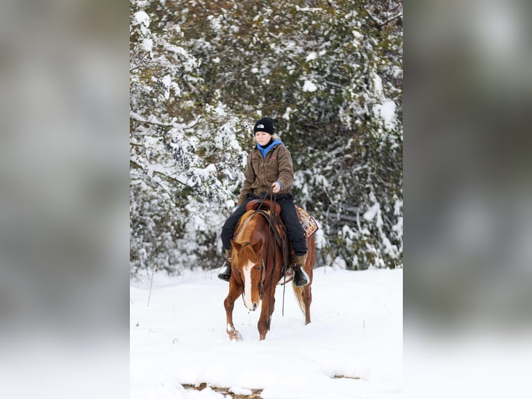 American Quarter Horse Wallach 9 Jahre 145 cm Overo-alle-Farben in Quitman AR