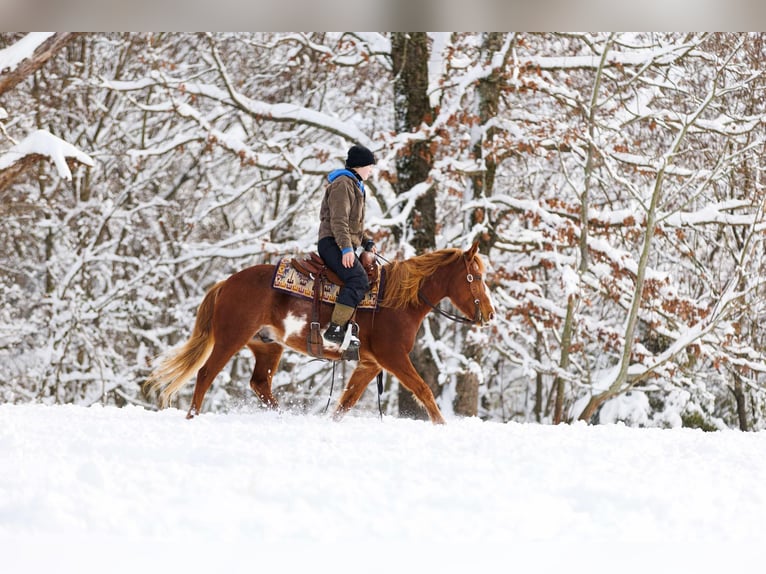 American Quarter Horse Wallach 9 Jahre 145 cm Overo-alle-Farben in Quitman AR